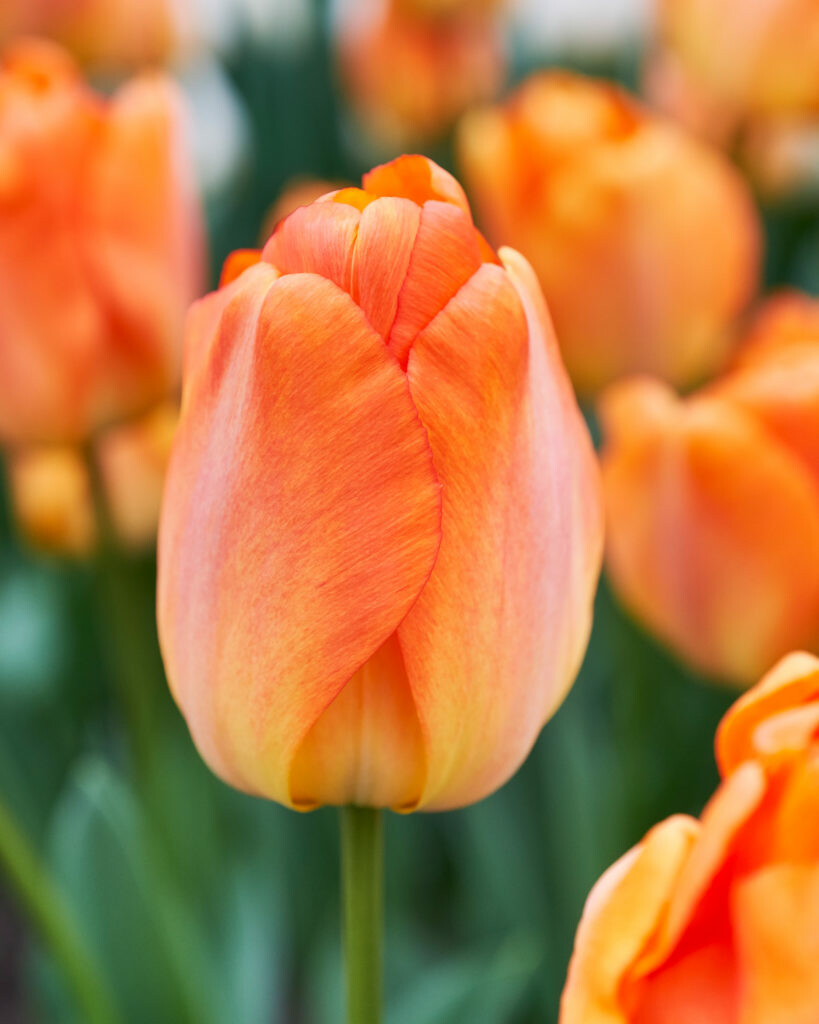 Darwin Hybrid Tulips