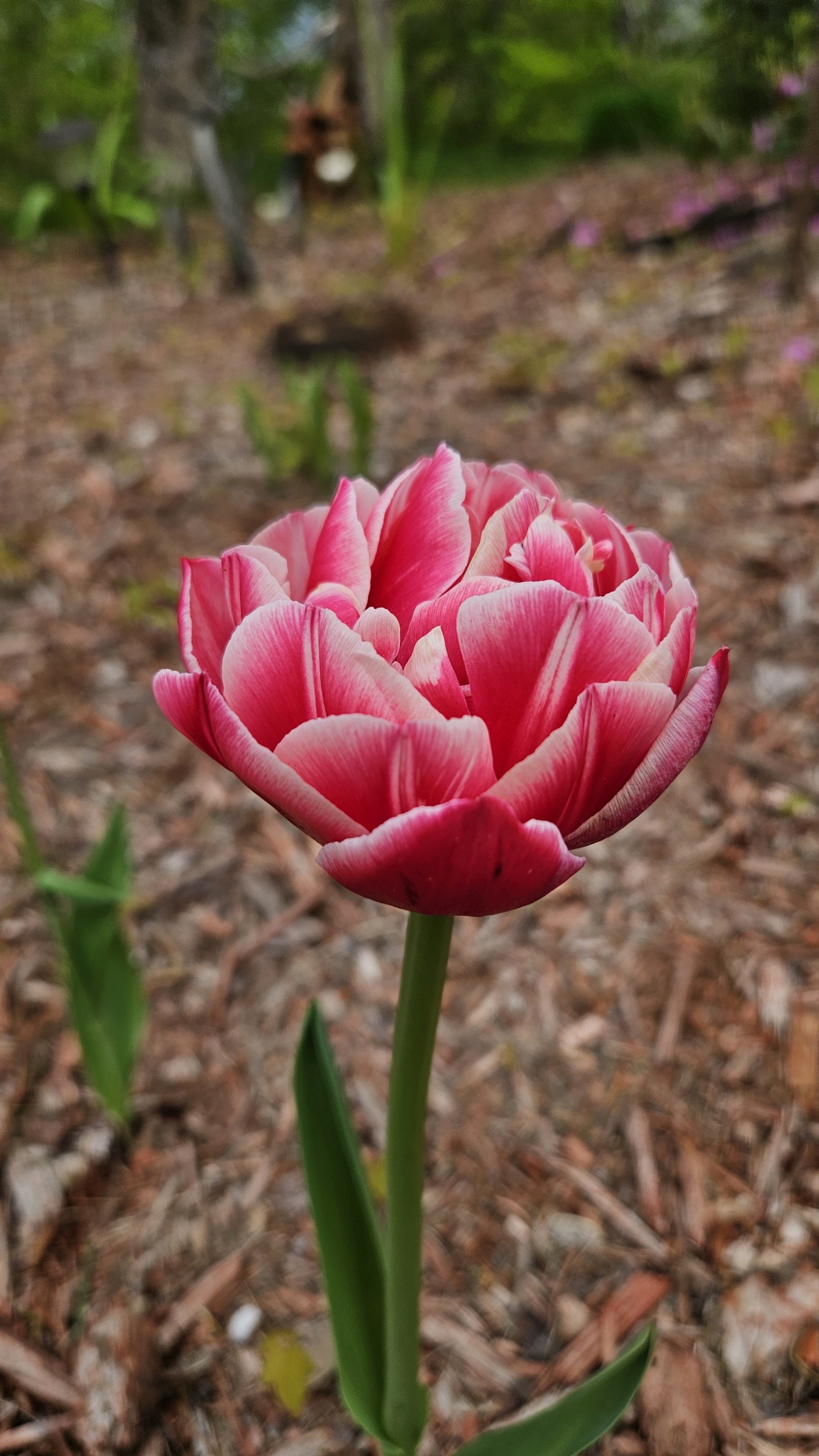 Double Early Tulips