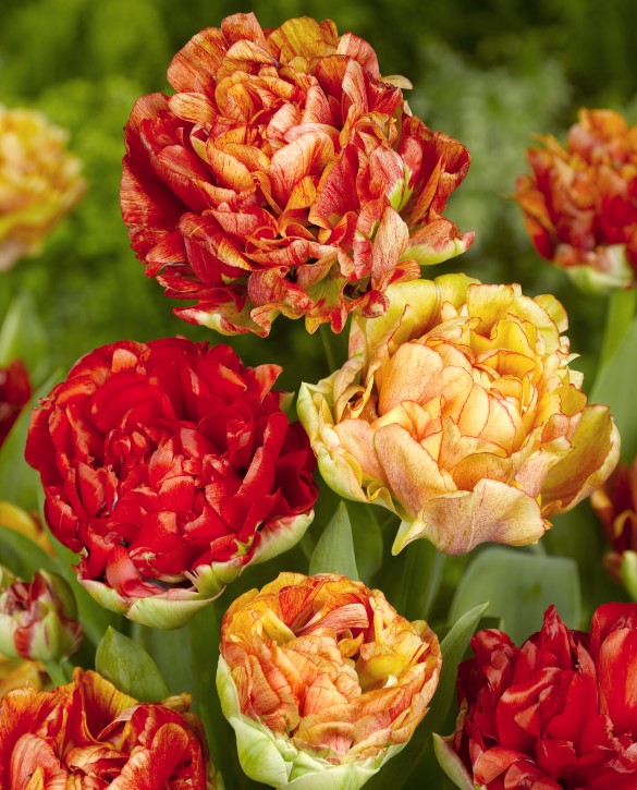 Double Late Tulips