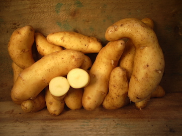 Fingerling Potatoes