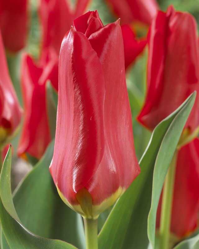 Fosteriana Tulips