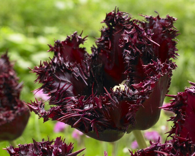 Fringed Tulips