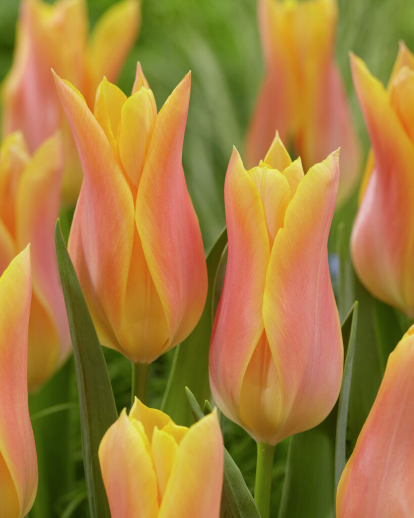 Lily-Flowered Tulips