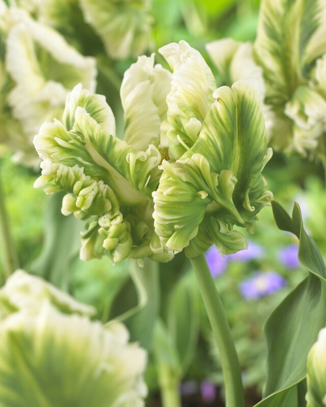 Parrot Tulips