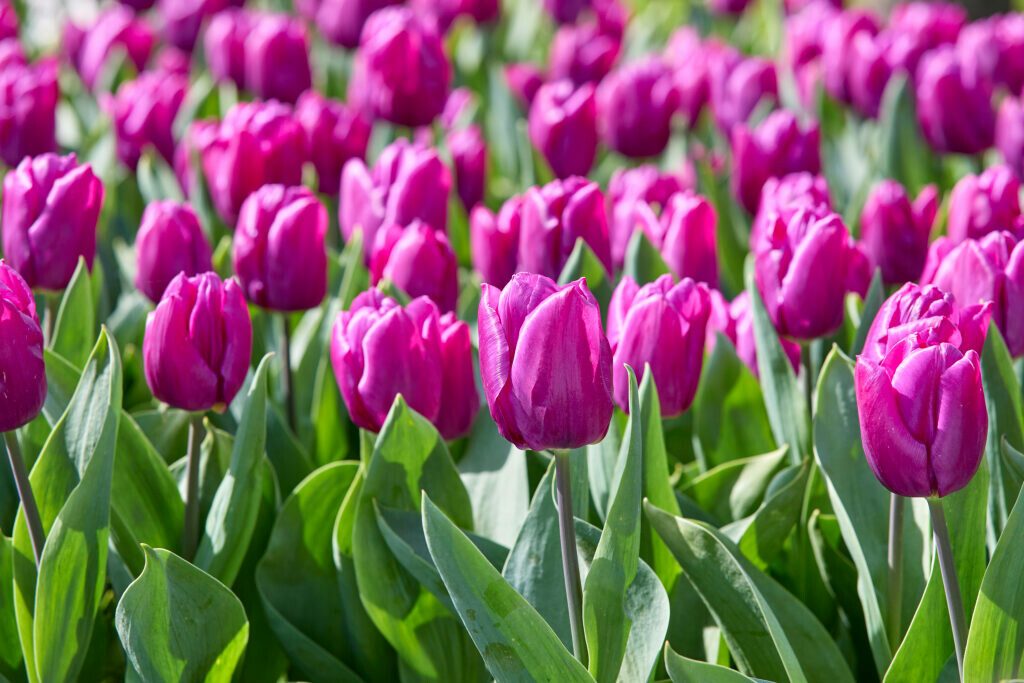 Single Early Tulips