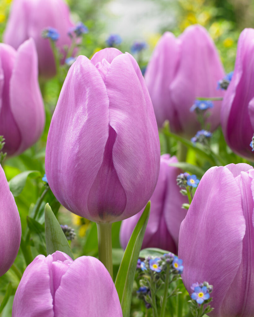 Single Late Tulips