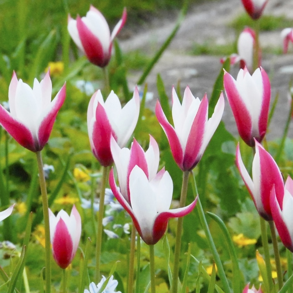 Species Tulips