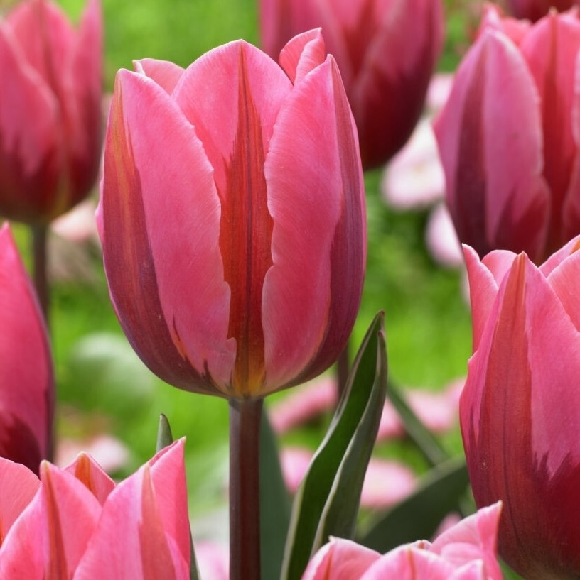Triumph Tulips