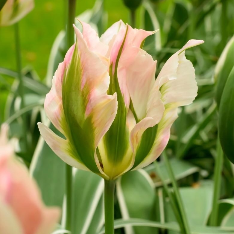 Viridiflora Tulips