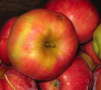 some delicious apples, which you may someday enjoy yourself if you download the Fedco Trees catalog and order some of our hardy, productive apple trees