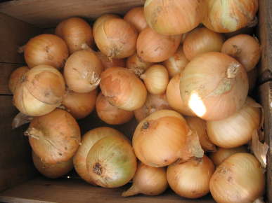 Summer Onions