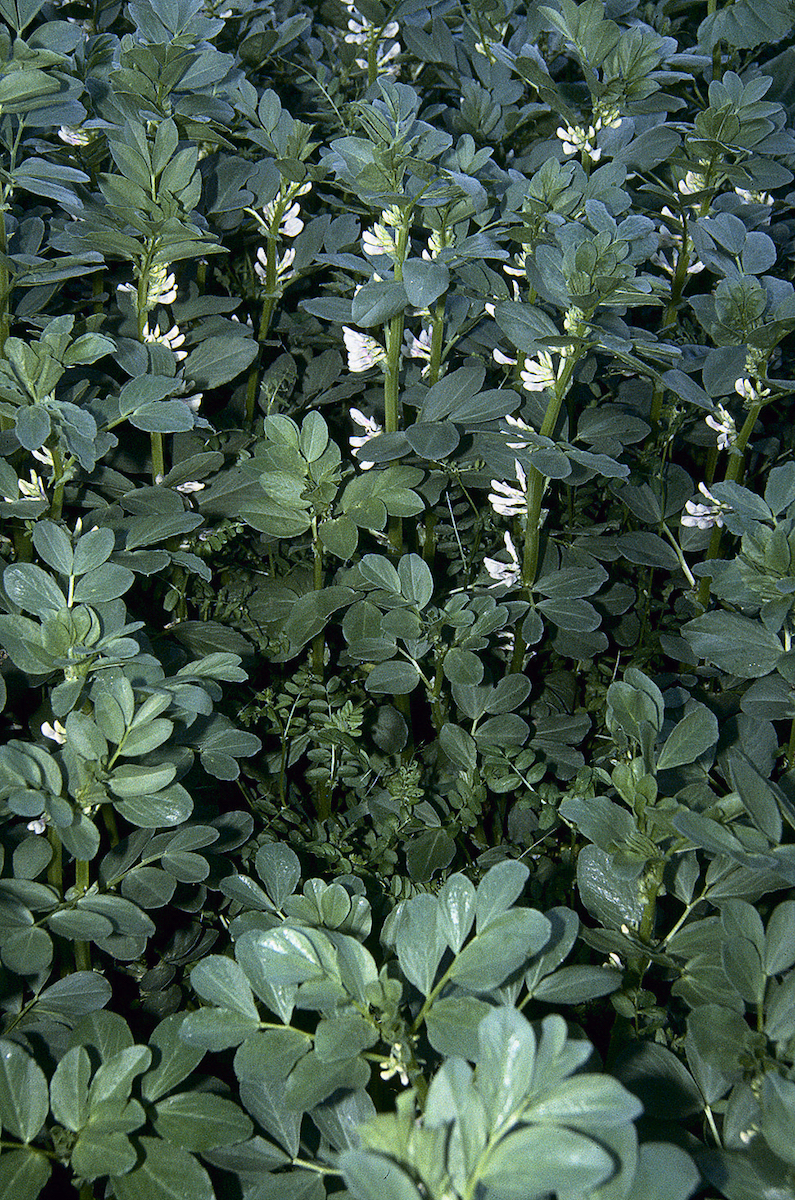 Bell Beans