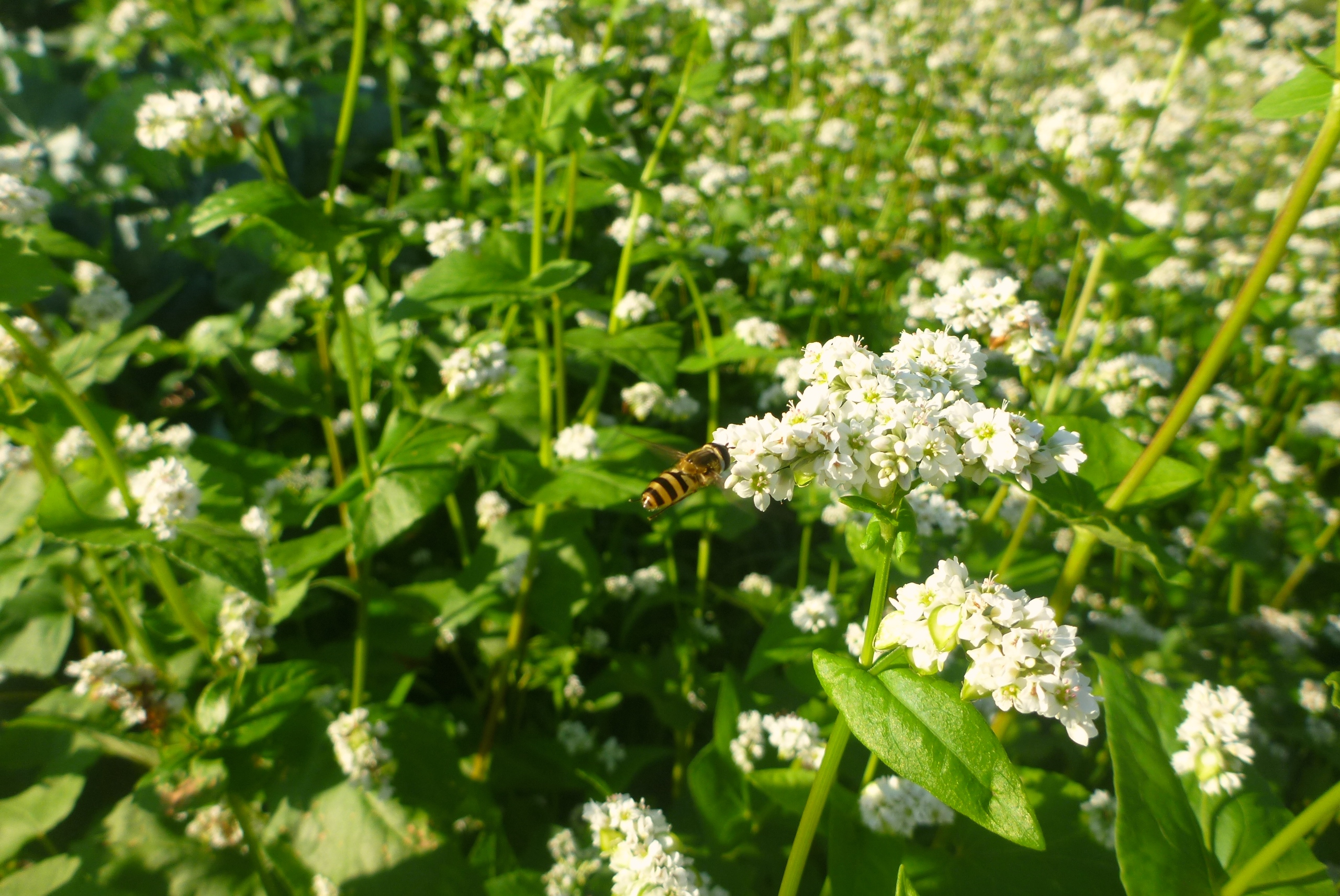Buckwheat