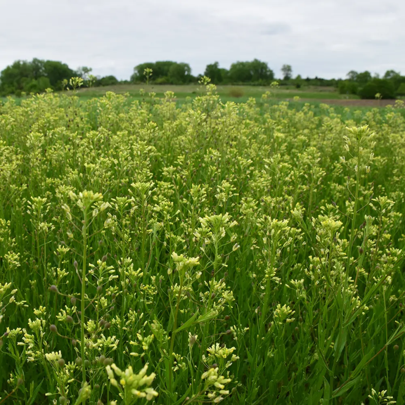 Camelina