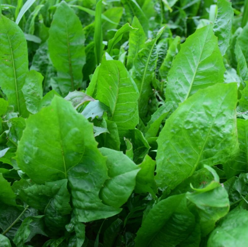 Forage Chicory