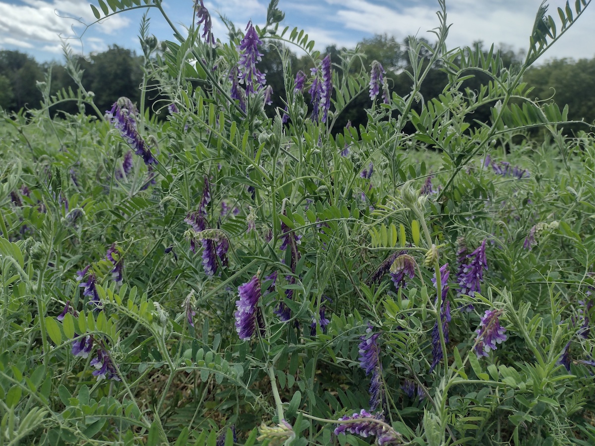 Hairy Vetch