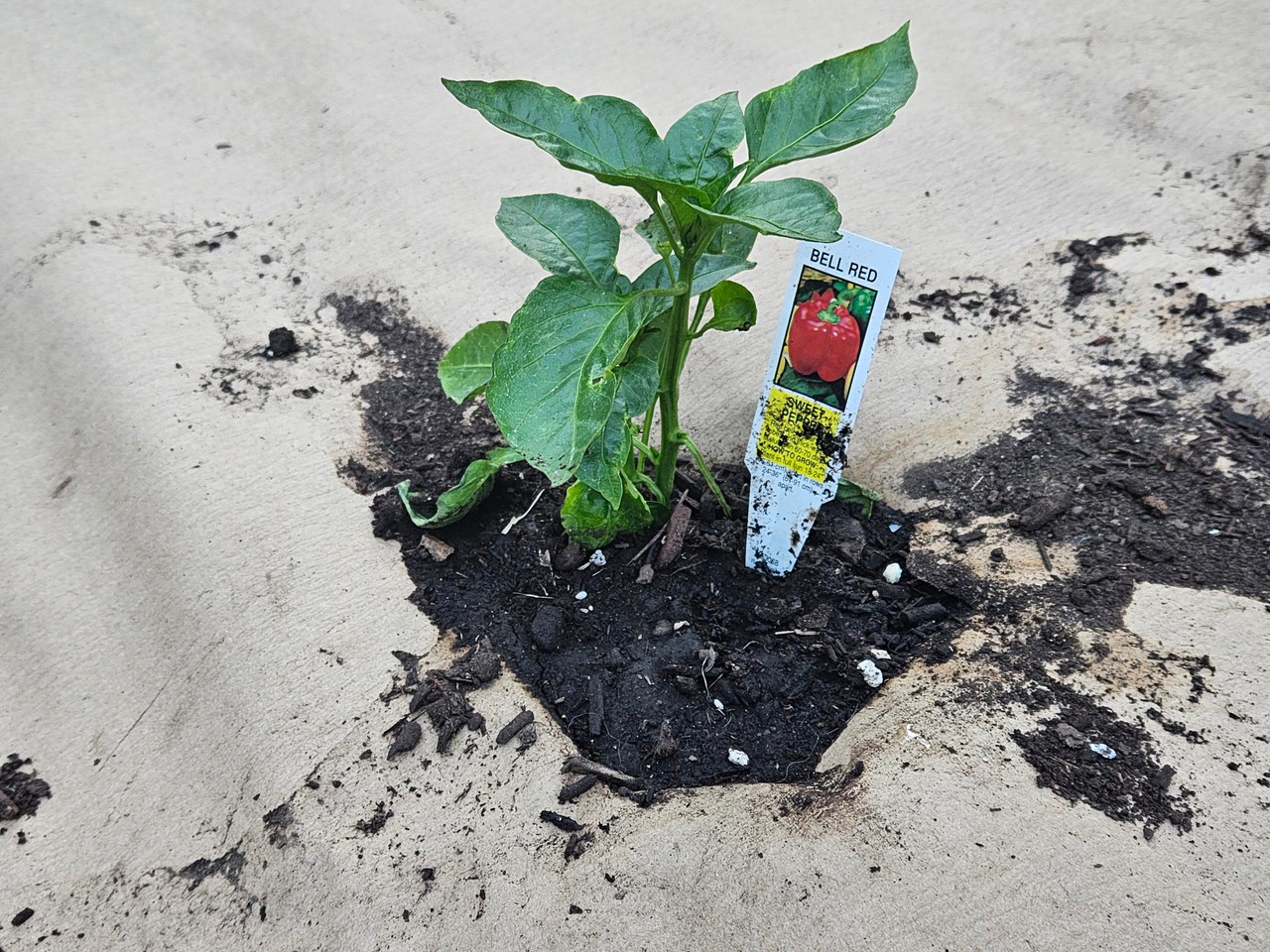 Paper Mulch