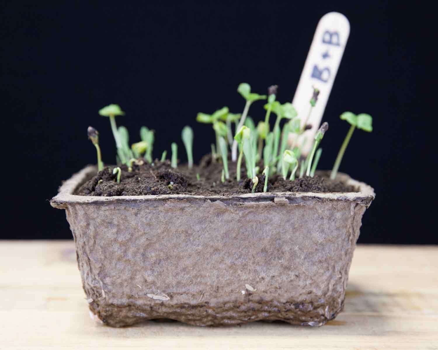 Biodegradable Pots