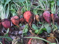 seeds weights image