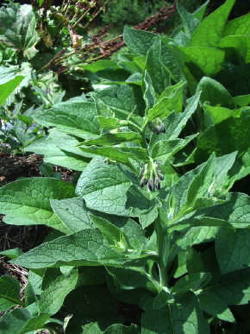 trees comfrey image