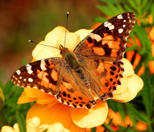 trees pollinators - top image